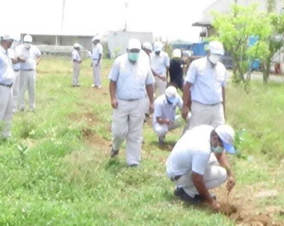 Tree Planting and Donation of Seedlings