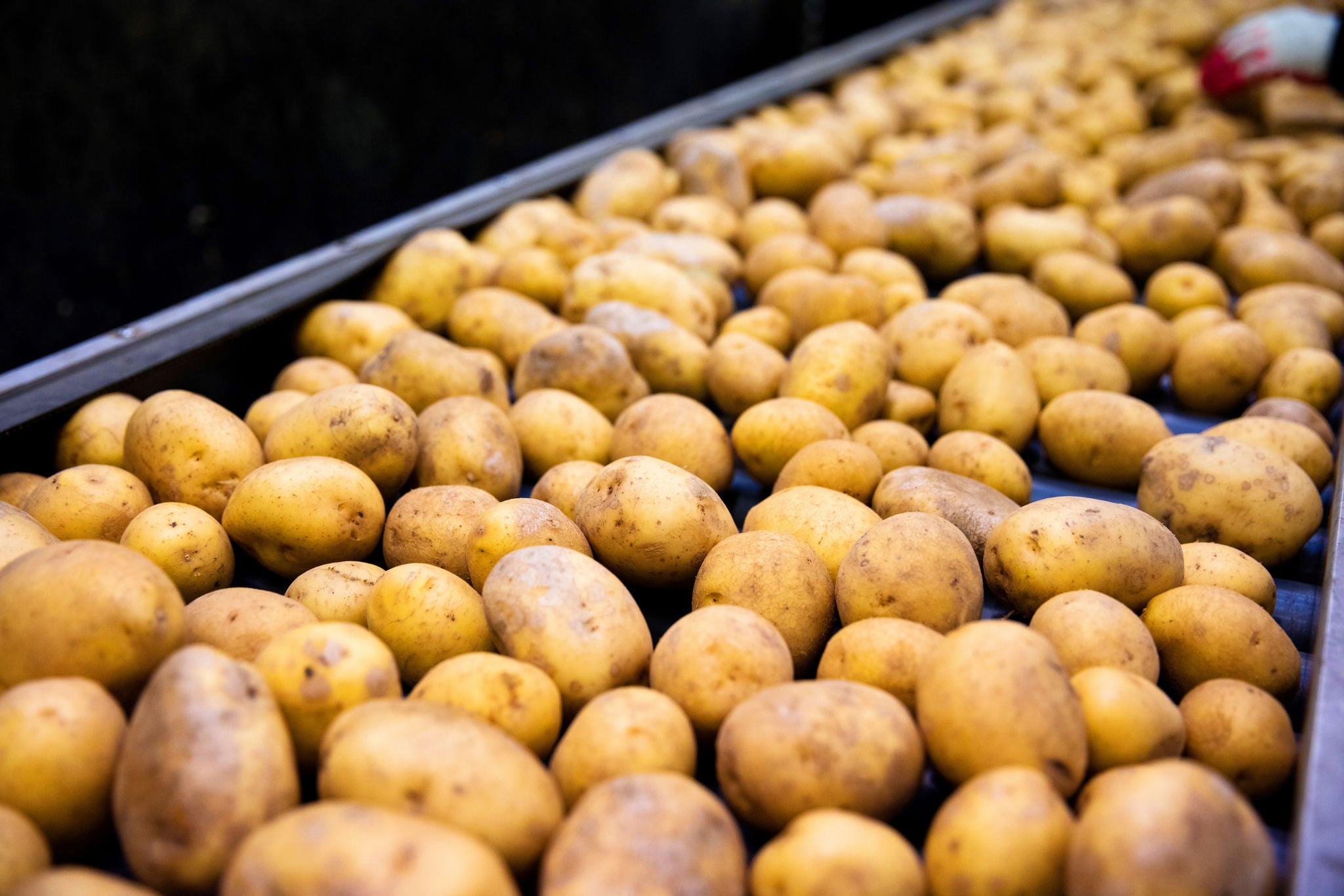 Industry, Food & Beverage, Potatoes, shutterstock_583323931
