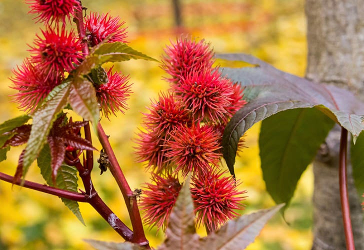 IN_Spike-red-flower-oil-castor_shutterstock_756777139_728x500_rgb_72dpi.jpg, IN_Spike-red-flower-oil-castor_shutterstock_756777139_728x500_rg 1) NSK manufactures its latest cage for rolling bearings from a bioplastic (plant-based) material.