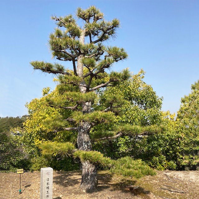 クロマツ