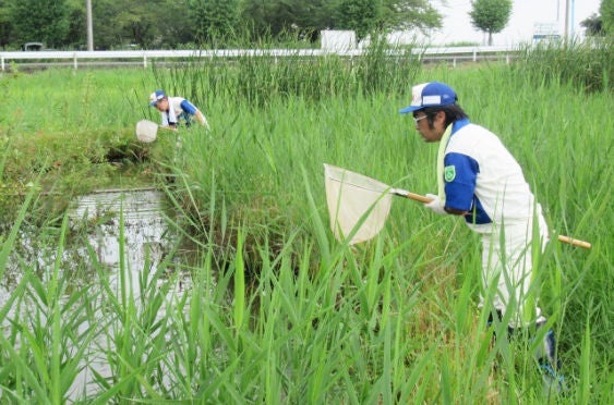 Efforts to remove tadpoles of American bullfrogs, which eat the waterwheel plant (Saitama)
