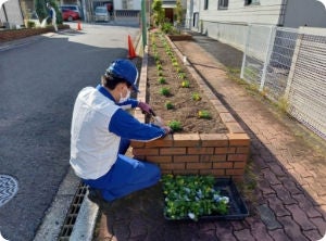 花壇へ丁寧に植えています