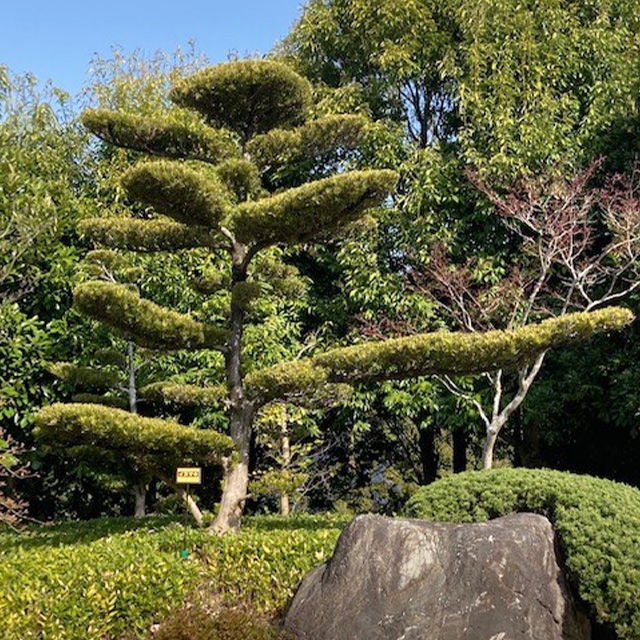 イヌマキ