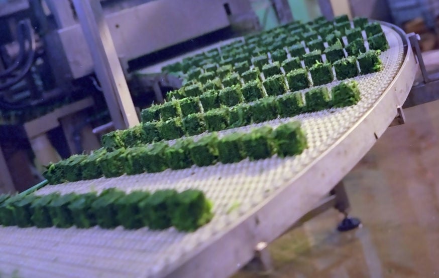 Food - Beverage, Conveyor, Spinach Food - Beverage, Conveyor, Spinach