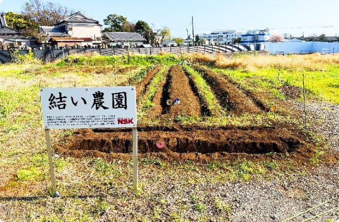 農園の写真(左からトマト、なす、ラディッシュ、ジャガイモ)