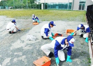 根までしっかりと抜き、きれいにしている様子