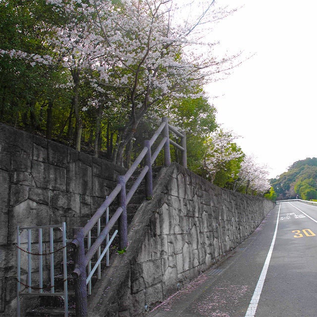 サクラ