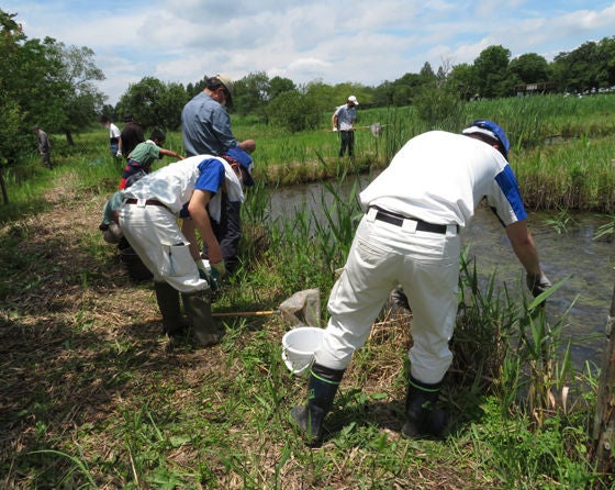 Efforts to remove American bullfrogs (Saitama)