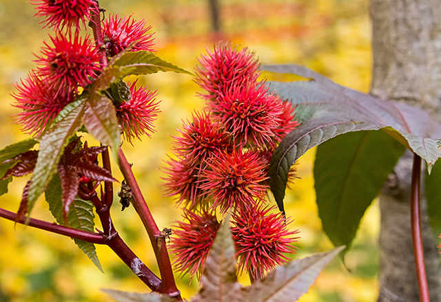 Castor plants used for EcoPaXX® material