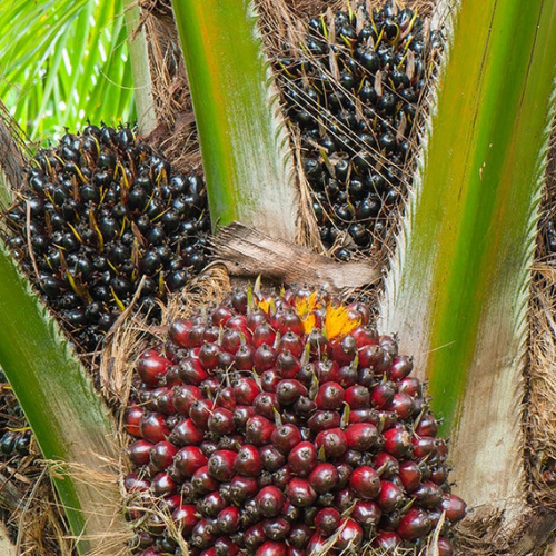 Close-up pciture of oil palm tree fruit.