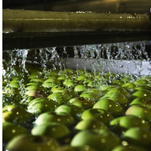 Picture of apples being washed on conveyor belt in food processing factory.