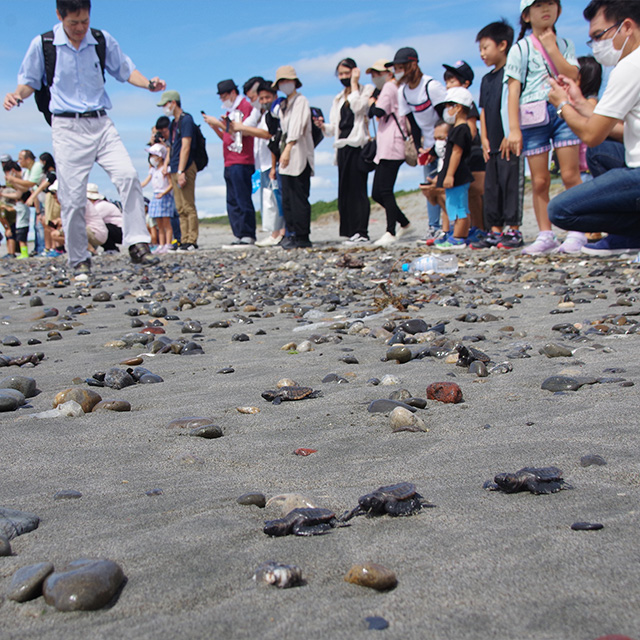 Observation and release of newborn turtles